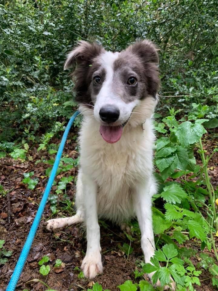 Steve - 2 year old male Collie Cross available for adoption