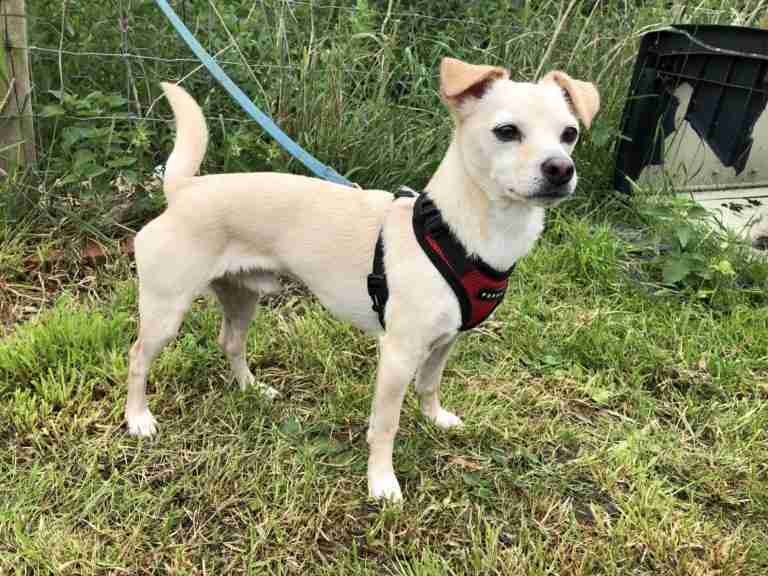 Pupcakes Rescue Lincolnshire Dogs for Adoption Page 10 of 19