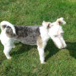 Wire Haired Fox Terrier Dogs for Adoption and Rescue