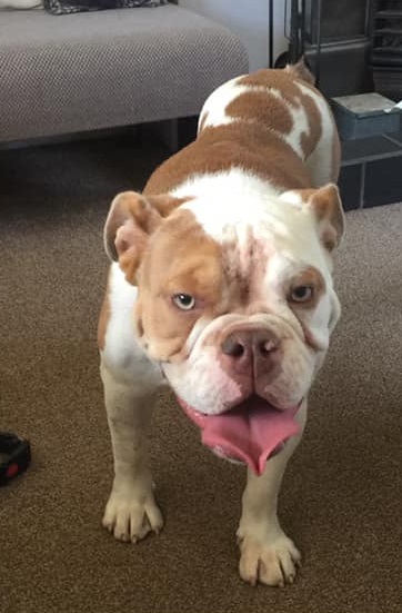 Willow – 11 month old female English Bulldog dog for adoption