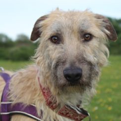 Posts by All Animals Rescue and Rehome Essex | Dogs for Adoption ...