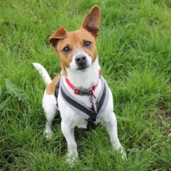 Jack Russell Terrier Dogs For Adoption Dogsblog Com