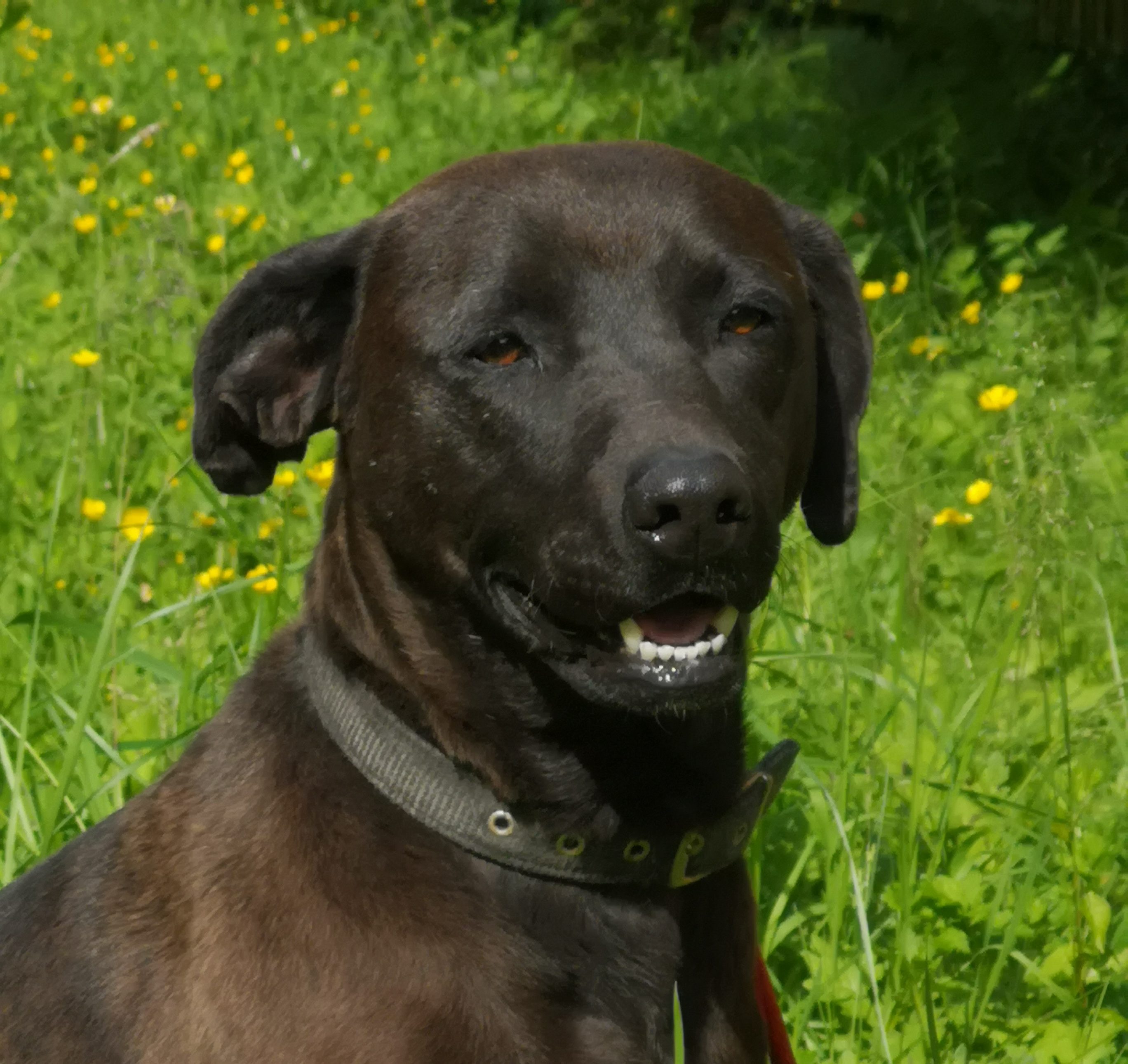 Nora – 2 year old female Labrador Cross dog for adoption