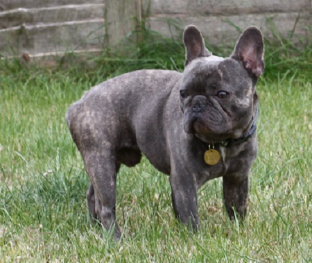 Pablo – 2 year old male French Bulldog dog for adoption