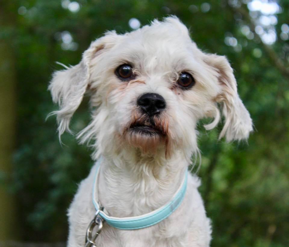 cross shih tzu and bichon frise