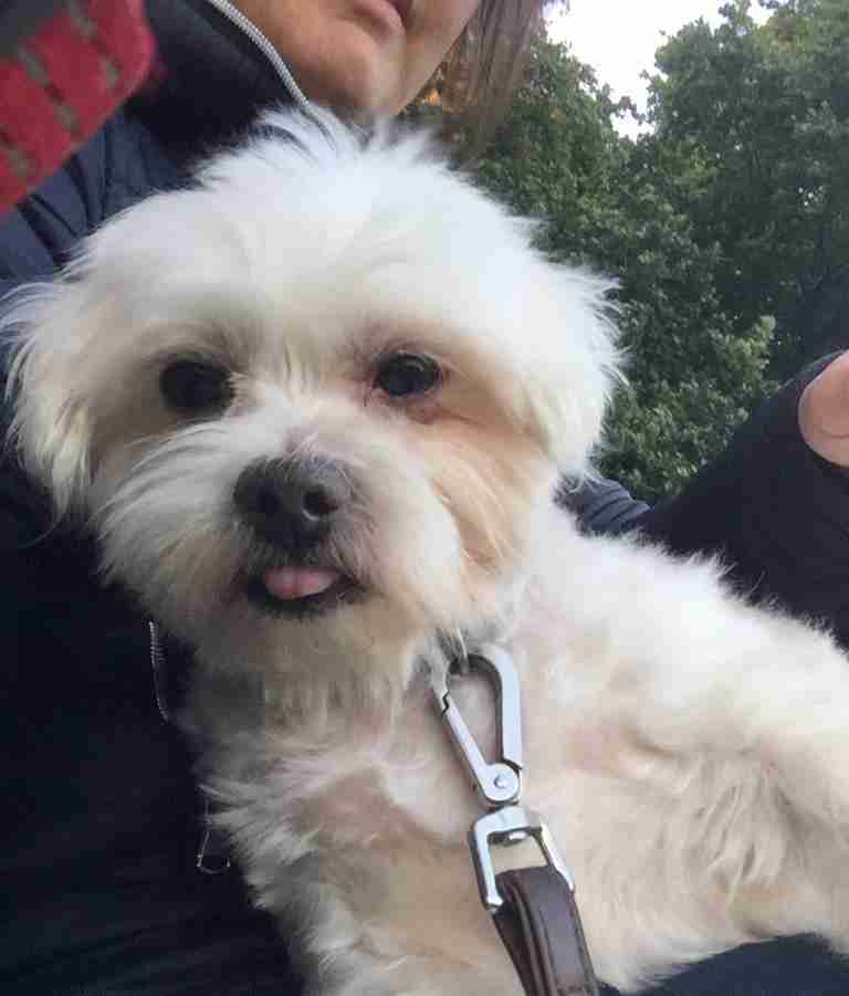 Rovers Dog Rescue Brentwood Essex Dogs for Adoption