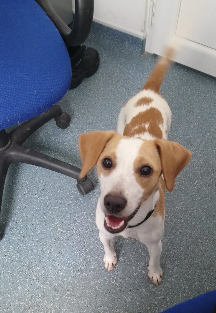 Bailey - 11 month old male Beagle cross Jack Russell Terrier available