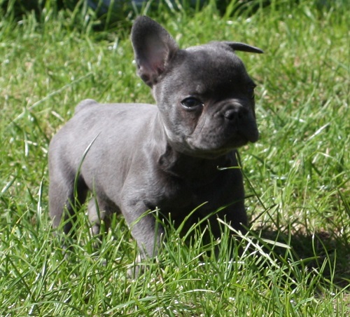 Chunk – 12 week old male French Bulldog dog for adoption