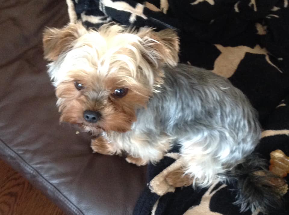 Gilly – 15 month old female Yorkshire Terrier dog for adoption