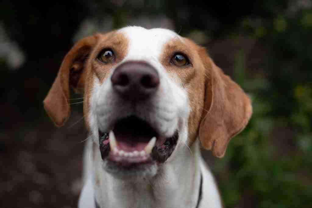 DOG Rescue Cyprus Dogs for Adoption Page 9 of 46