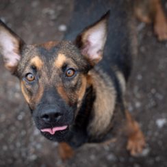 Belgian Shepherd Cross Dogs for Adoption and Rescue