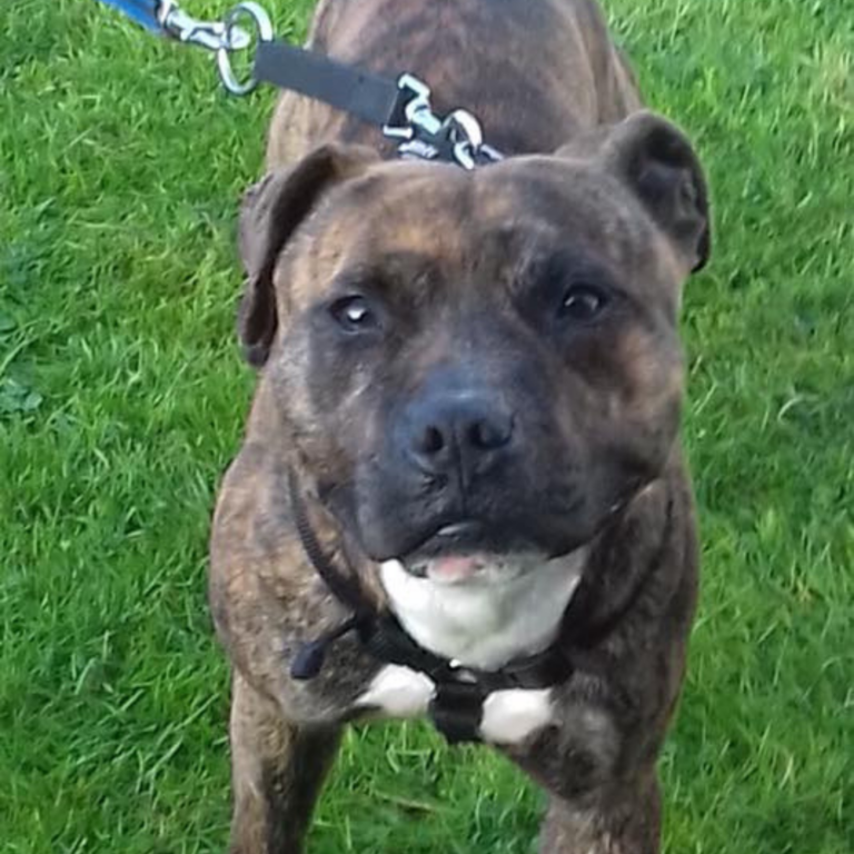 Staffordshire Bull Terrier Dogs for Adoption and Rescue