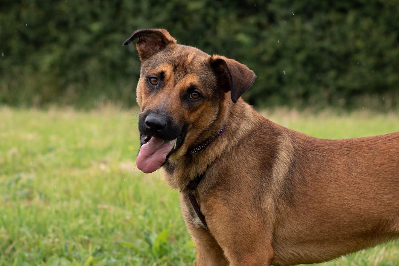 Monty - 3 year old male Belgian Malinois Cross available for adoption