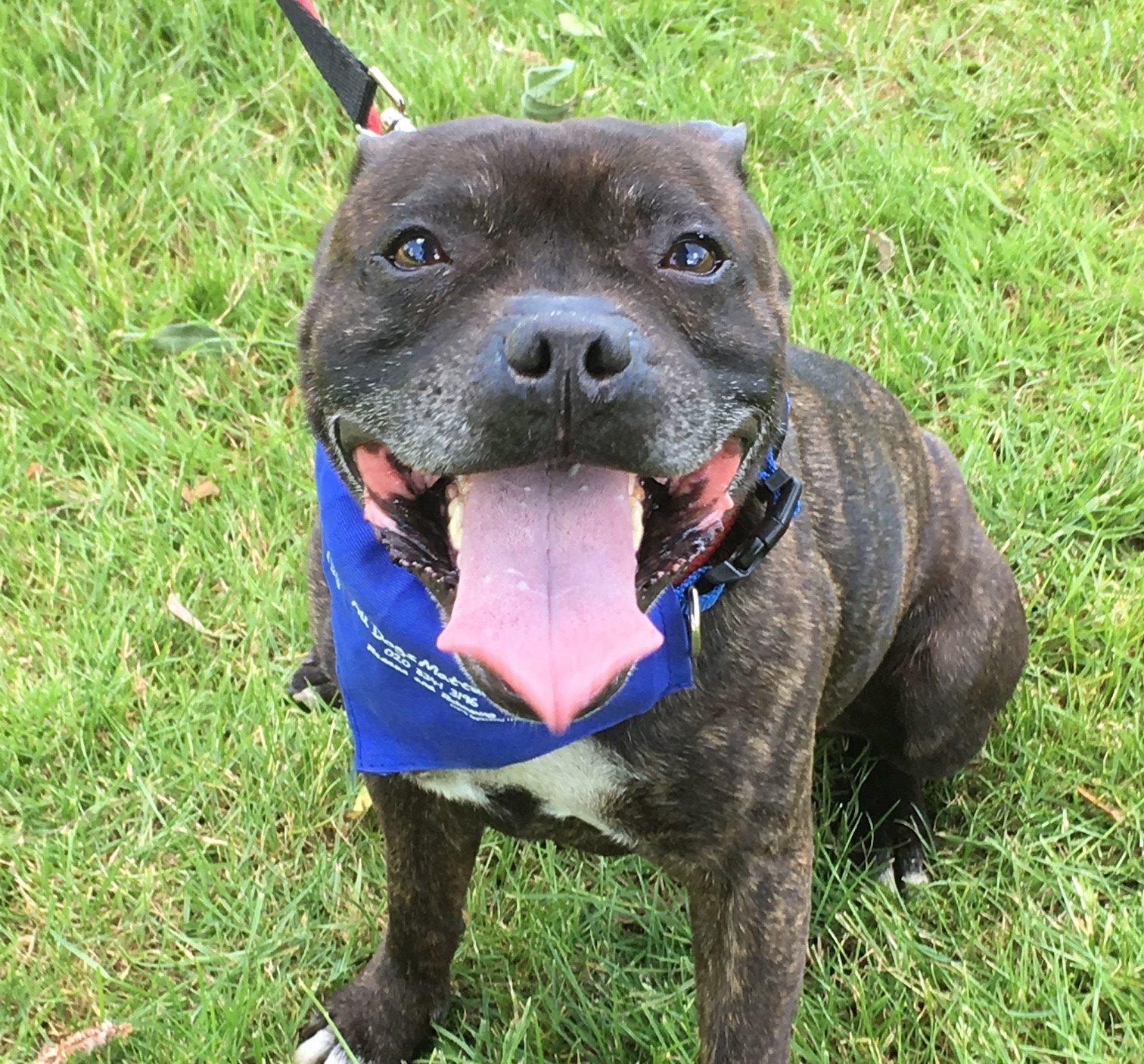 Pablo 9 year old male Staffordshire Bull Terrier