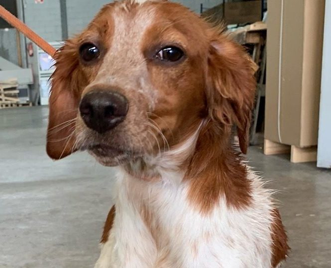 Tata - 6 month old female Brittany Spaniel available for adoption