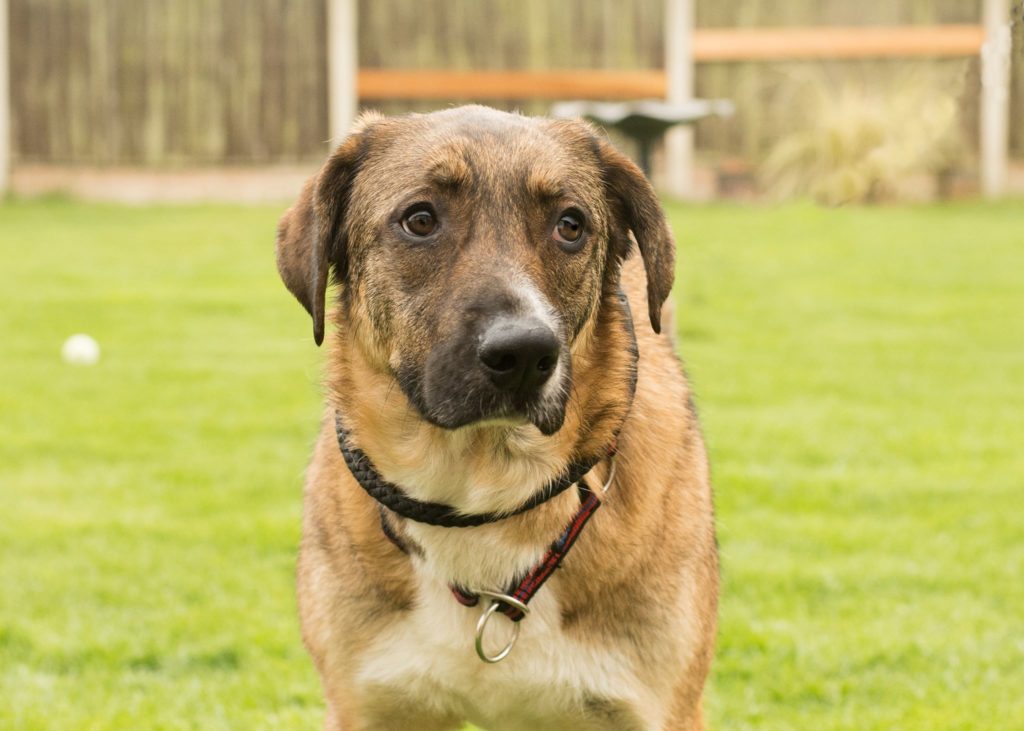 Blind Dog Rescue UK Dogs for Adoption