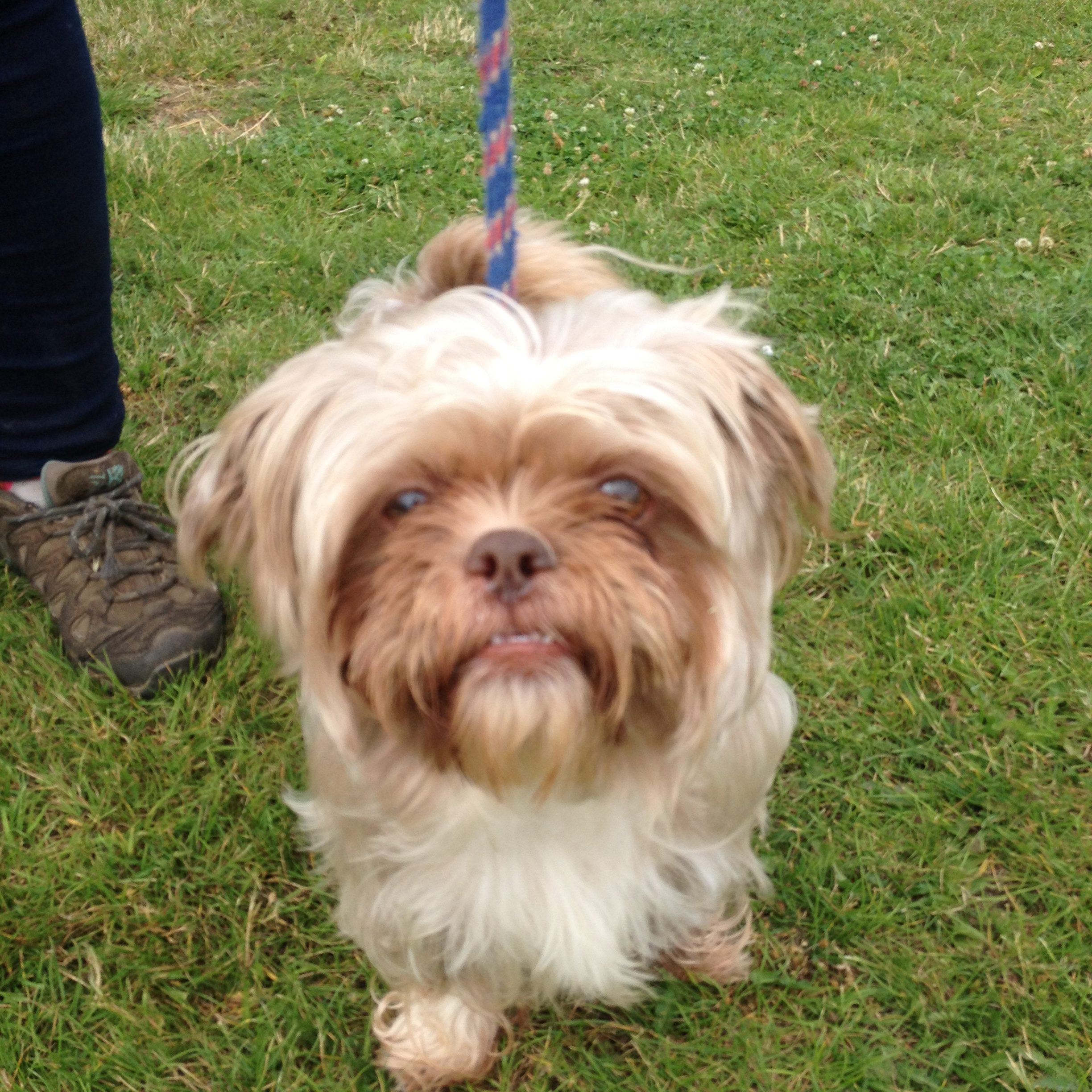 Gizmo – 7 year old male Shih Tzu Cross dog for adoption