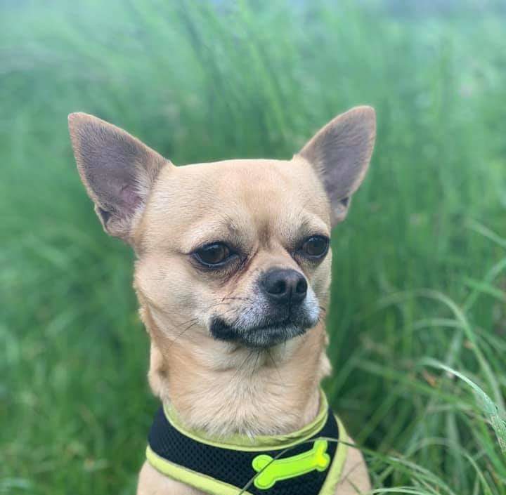 Chihuahua Dogs For Adoption