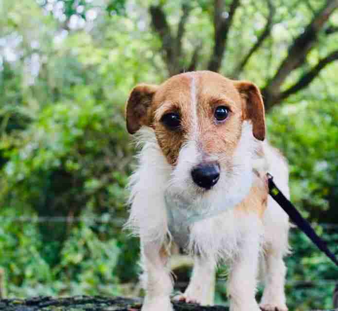 All Animals Rescue and Rehome Essex Dogs for Adoption