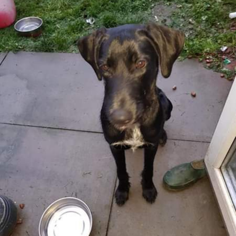 lurcher pointer cross