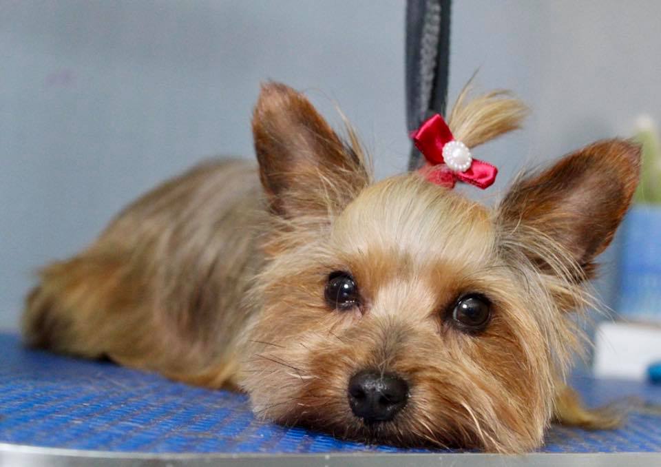 Mimi 18 Month Old Female Yorkshire Terrier Available For Adoption