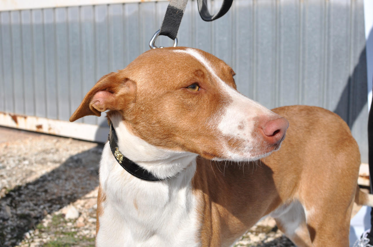 Pepe 1 year old male Hound (Podenco) Cross