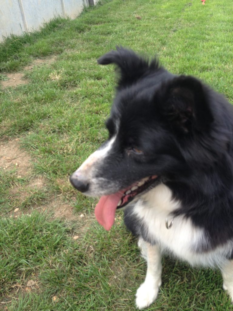 Poppy 4 year old female Border Collie available for adoption