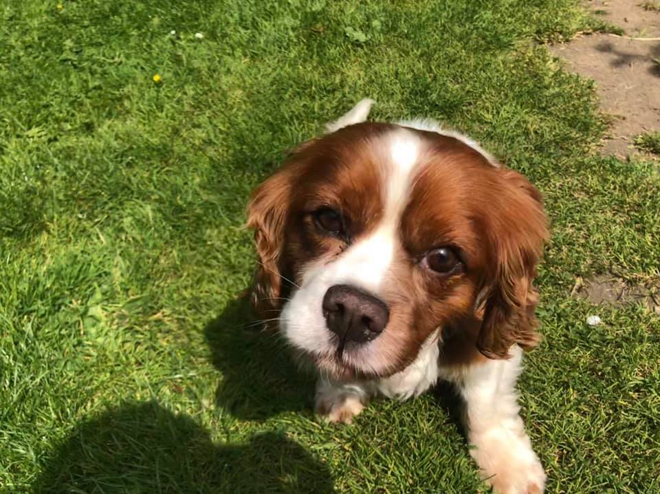 Mr Slate – 8 year old male Cavalier King Charles Spaniel dog for adoption