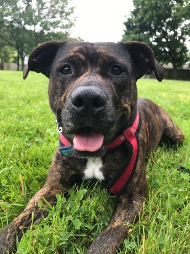 Blue Cross - Tiverton Devon - Dogs for Adoption - dogsblog.com