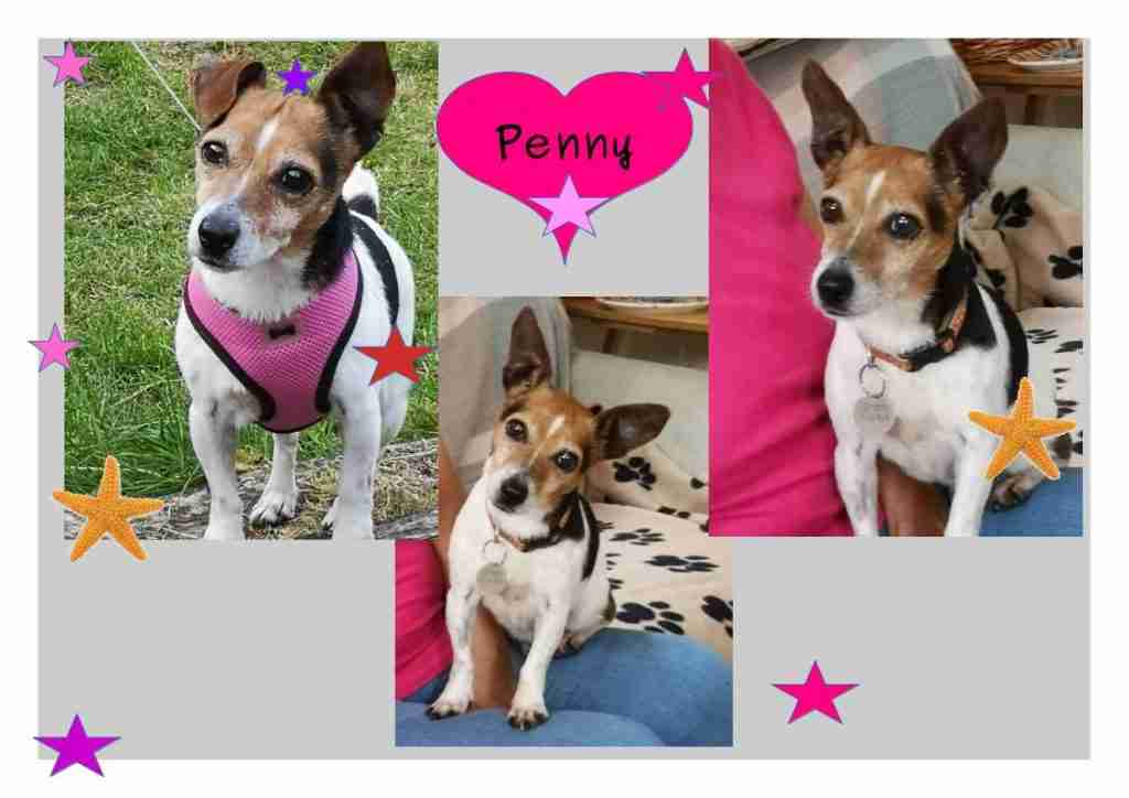 Starfish Dog Rescue Gloucestershire Dogs for Adoption