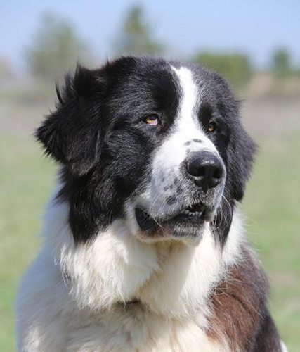 Mateo Castellanos – 3 year old male Bucovina Sheepdog dog for adoption