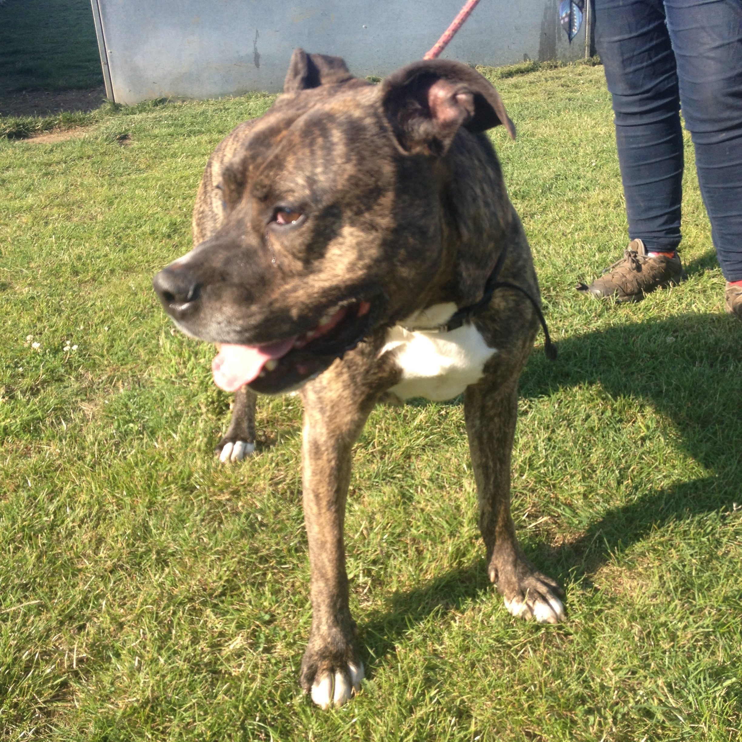 Jerry – 1-2 year old male Staffordshire Bull Terrier cross Mastiff dog ...