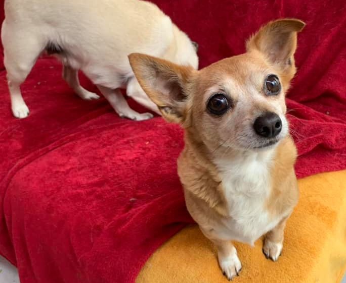 Kate - 8-9 year old female Chihuahua available for adoption