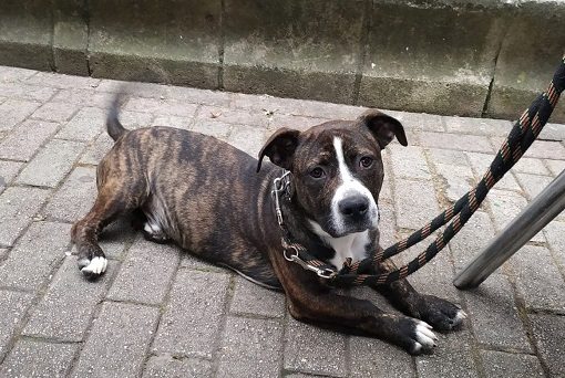 Kimbo - 7 month old male Staffordshire Bull Terrier ...