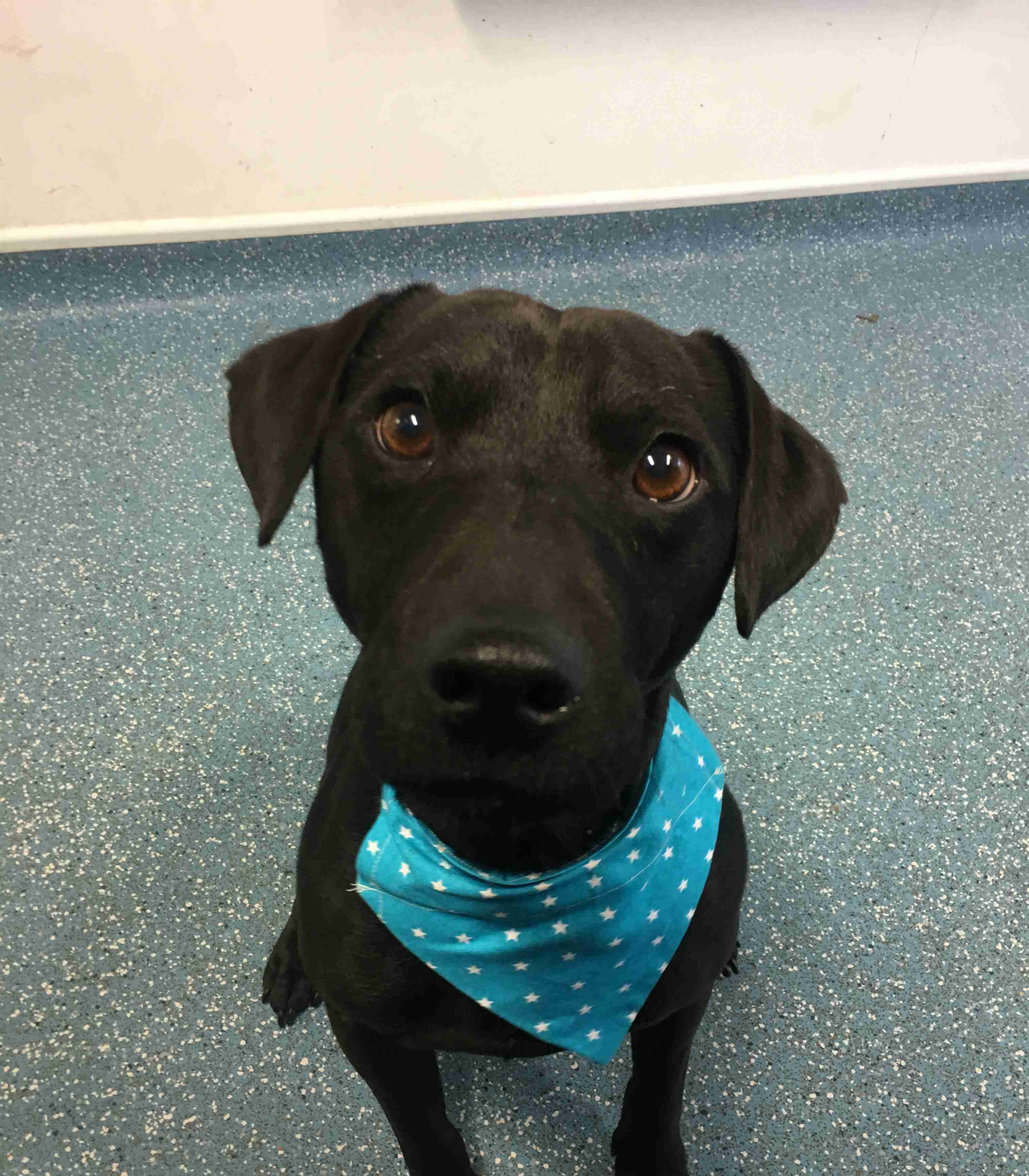 Buster 6 Year Old Male Patterdale Terrier Available For Adoption