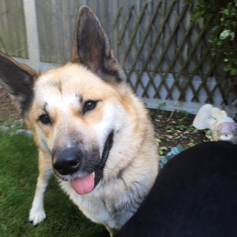 Akita Cross Dogs For Adoption