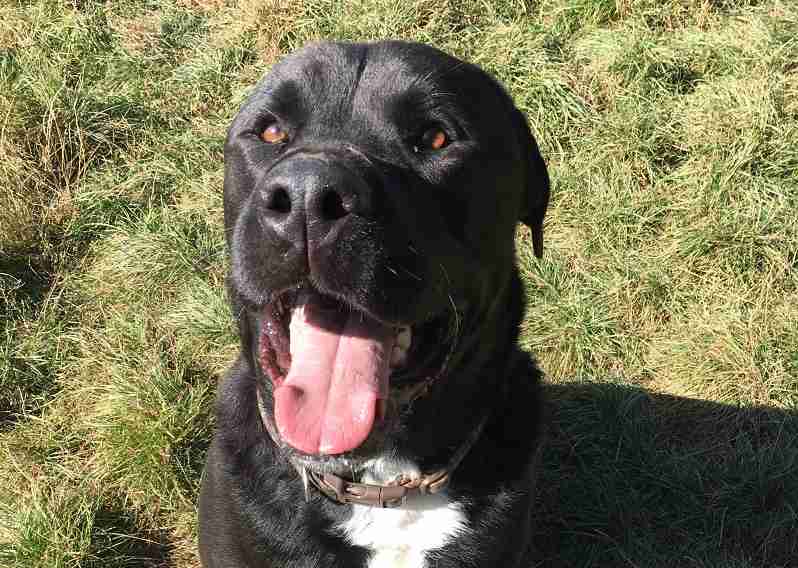 Chase 3 Year Old Male Rottweiler Cross Labrador Available For Adoption chase-3-year-old-male-rottweiler-cross-labrador-available-for-adoption