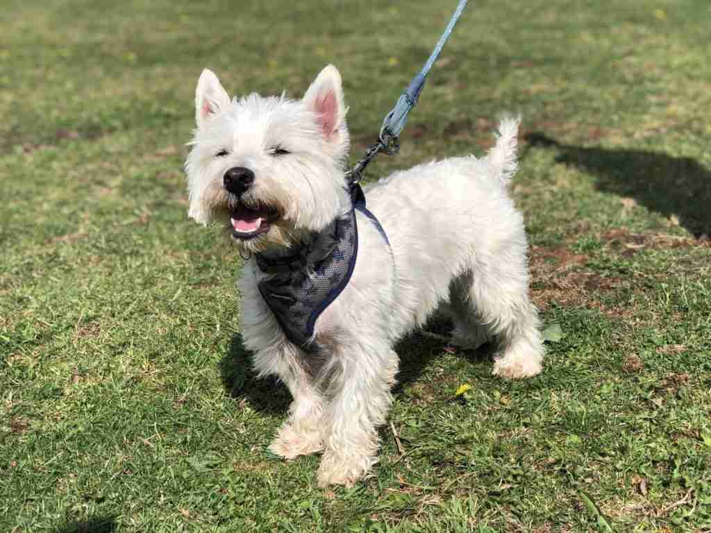 Snowy 3 Year Old Male West Highland White Terrier Available For Adoption