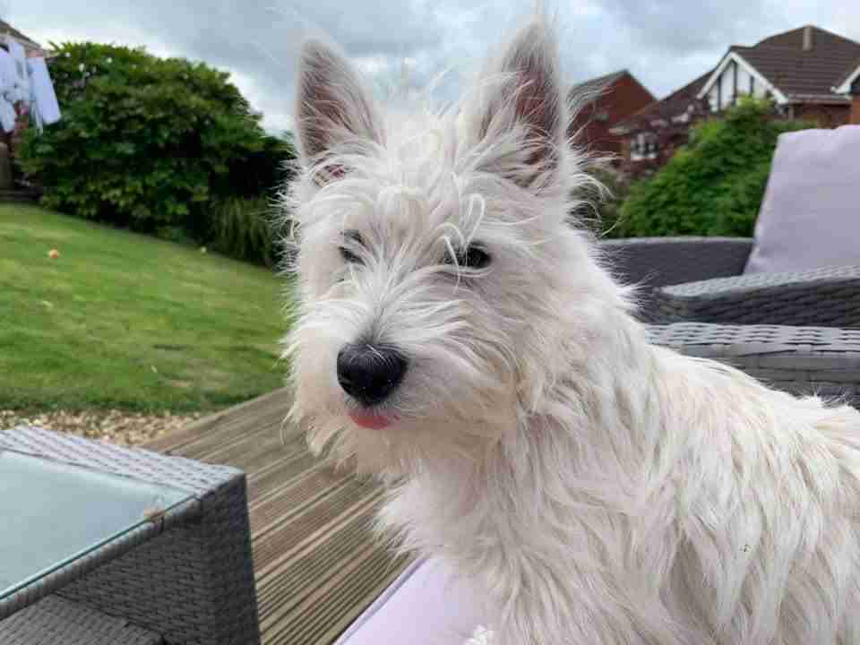 Harry 6 month old male West Highland Terrier available for adoption