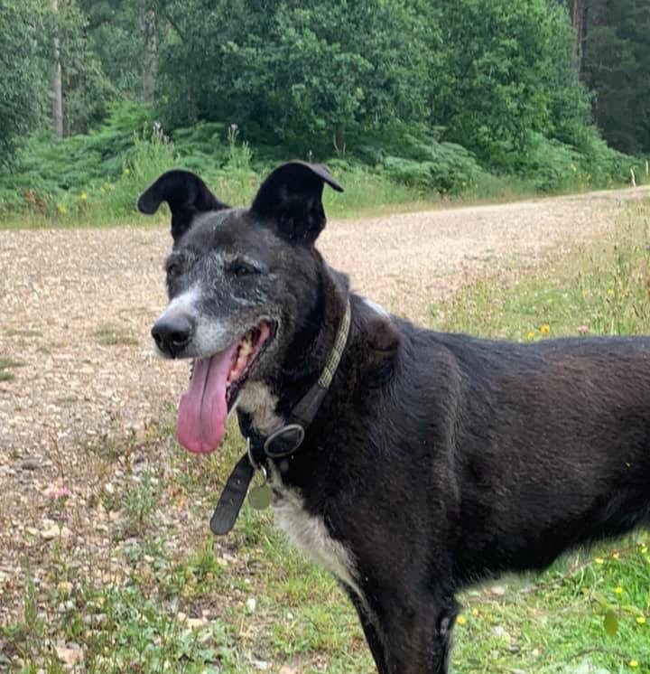 Jessy - 11 year old female Greyhound cross Labrador available for adoption