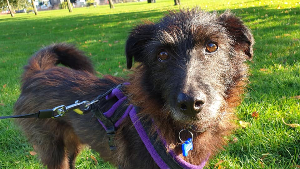 Mackie 6 year old male CrossBreed available for adoption