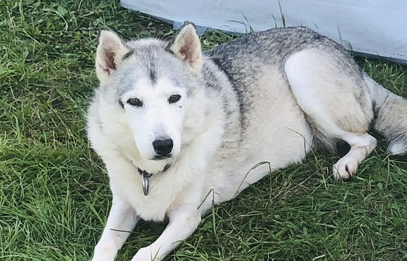 Jess And Avalanche - 10 Year Old Female Siberian Huskies Available For 