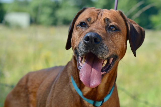 Cain - 10 year old male Rhodesian Ridgeback Cross available for adoption