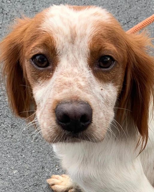 Nika 2 year old female Brittany Spaniel available for adoption