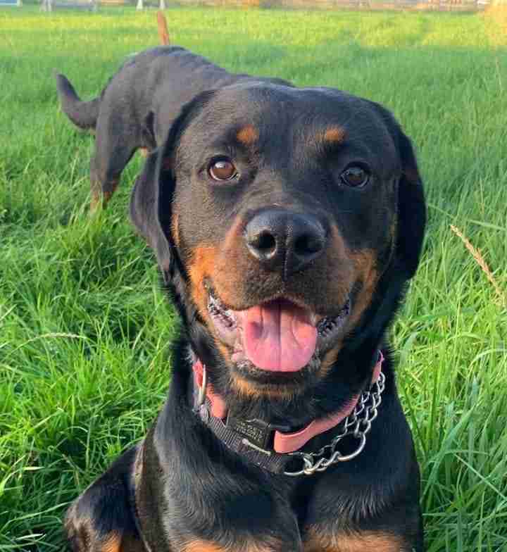 Yappy Ever After Dog Rescue Derby Dogs for Adoption