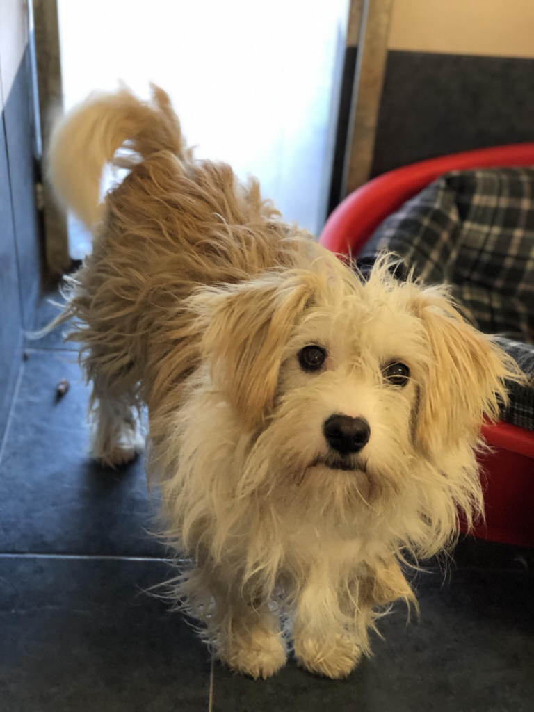 Pupcakes Rescue Lincolnshire Dogs for Adoption Page 8 of 19