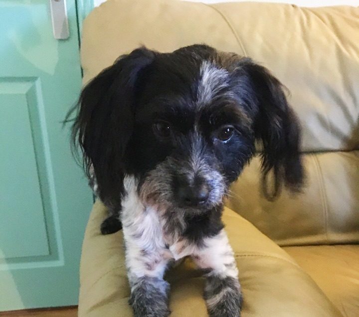 Penny - 2 Year Old Female Chinese Crested Powderpuff Cross Chihuahua 