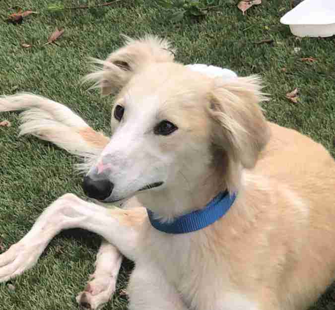 Ryan 18 Month Old Male Saluki Cross Lurcher Available For Adoption