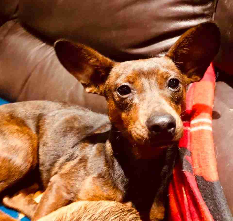 Dogs Now Rehomed Dogs For Adoption