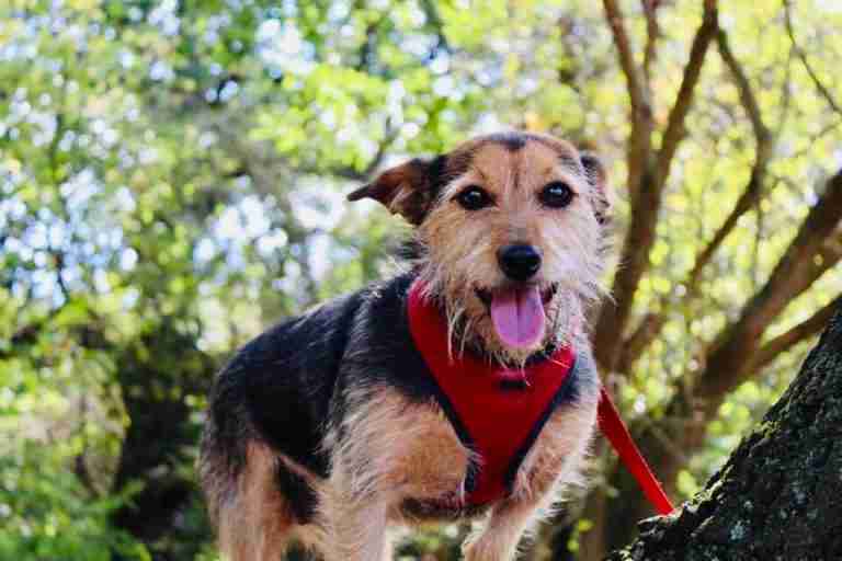 All Animals Rescue and Rehome Essex Dogs for Adoption